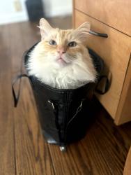Lost Male Cat last seen Near grove ave , Mission, BC V4S