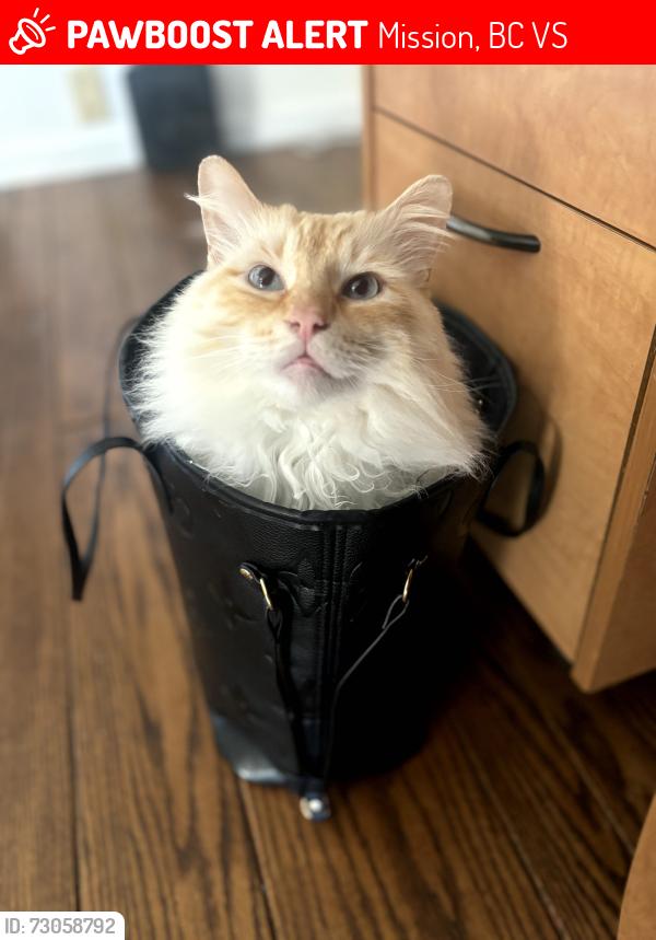 Lost Male Cat last seen Near grove ave , Mission, BC V4S