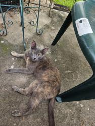 Found/Stray Female Cat last seen Falvel /Spring Steubner, Spring, TX 77388