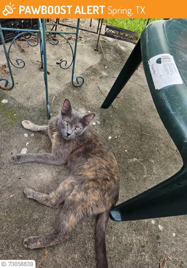 Found/Stray Female Cat last seen Falvel /Spring Steubner, Spring, TX 77388