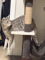 Lost Female Cat last seen Guardino Dr, Fremont, CA 94538