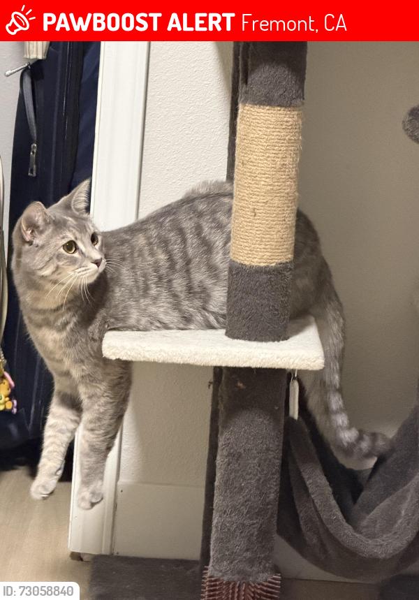 Lost Female Cat last seen Guardino Dr, Fremont, CA 94538