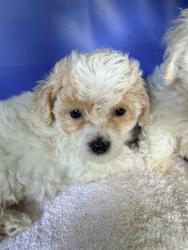 Lost Female Dog last seen Federal and sunrise, Fort Lauderdale, FL 33316