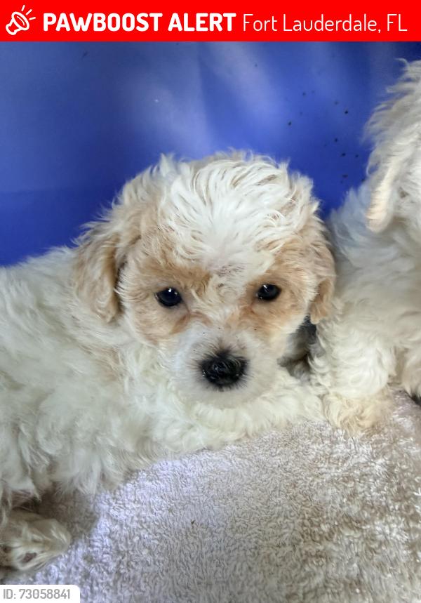 Lost Female Dog last seen Federal and sunrise, Fort Lauderdale, FL 33316