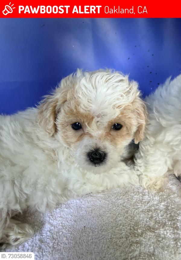 Lost Female Dog last seen Federal oakland, Oakland, CA 94612