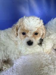 Lost Female Dog last seen Federal oakland, Oakland, CA 94612