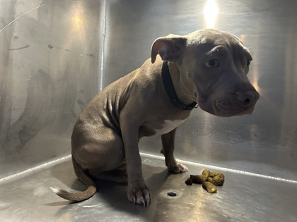 Shelter Stray Male Dog last seen Near Shumer Shuffle Dr, South District, TX, 355 Hillshire Dr, Haslet, TX 76052, USA