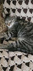 Lost Male Cat last seen Waterman and 30th, San Bernardino, CA 92404