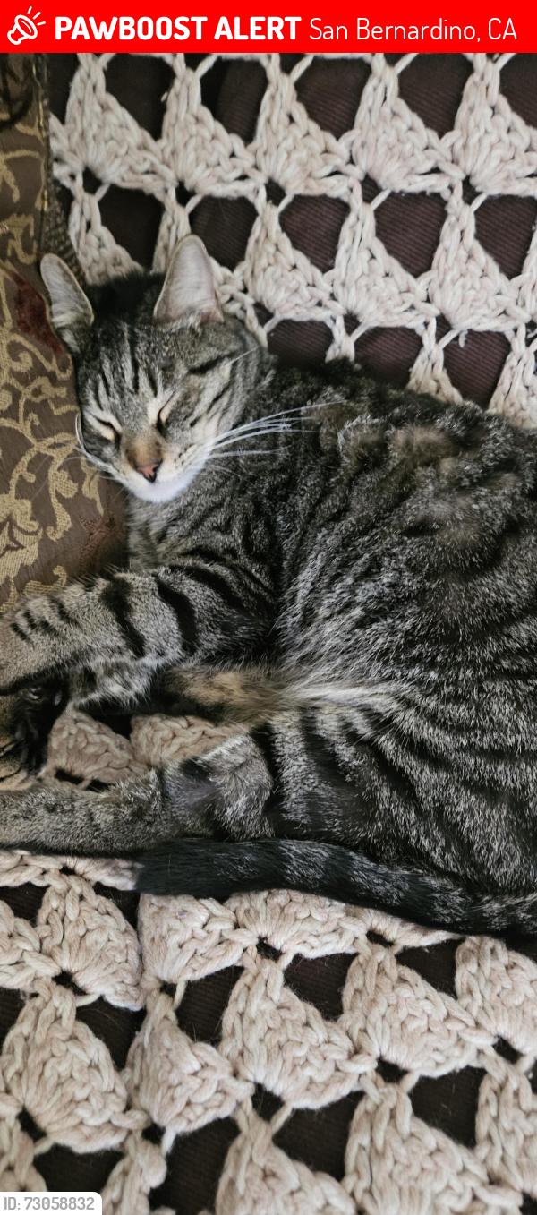 Lost Male Cat last seen Waterman and 30th, San Bernardino, CA 92404