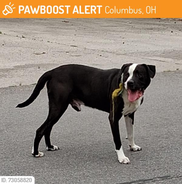 Found/Stray Male Dog last seen Near S Champion Ave. Columbus, Ohio 43207, Columbus, OH 43207