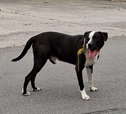 Found/Stray Male Dog last seen Near S Champion Ave. Columbus, Ohio 43207, Columbus, OH 43207