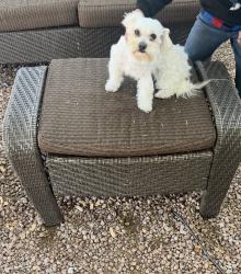 Lost Female Dog last seen 27th ave and northern, Phoenix, AZ 85051
