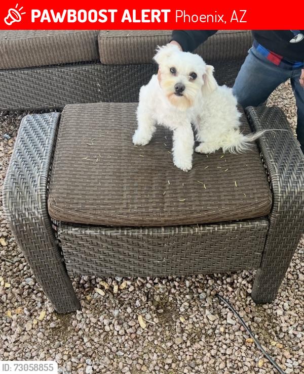 Lost Female Dog last seen 27th ave and northern, Phoenix, AZ 85051