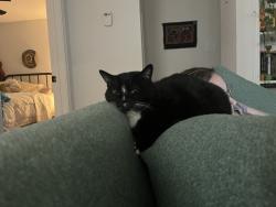 Lost Female Cat last seen Fiesta Mart, Austin, TX 78745