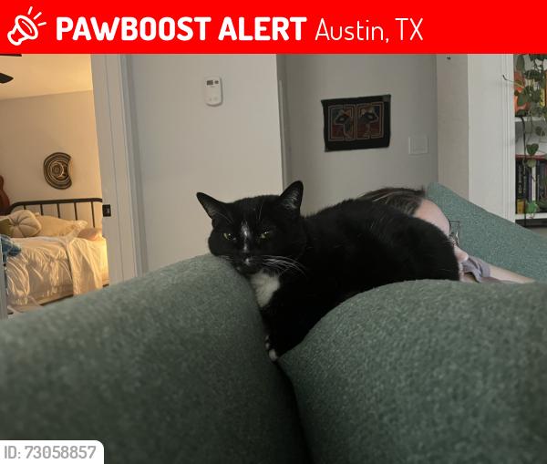Lost Female Cat last seen Fiesta Mart, Austin, TX 78745