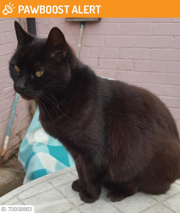 Found/Stray Male Cat last seen Staveley Road Hull, Kingston upon Hull, England HU9