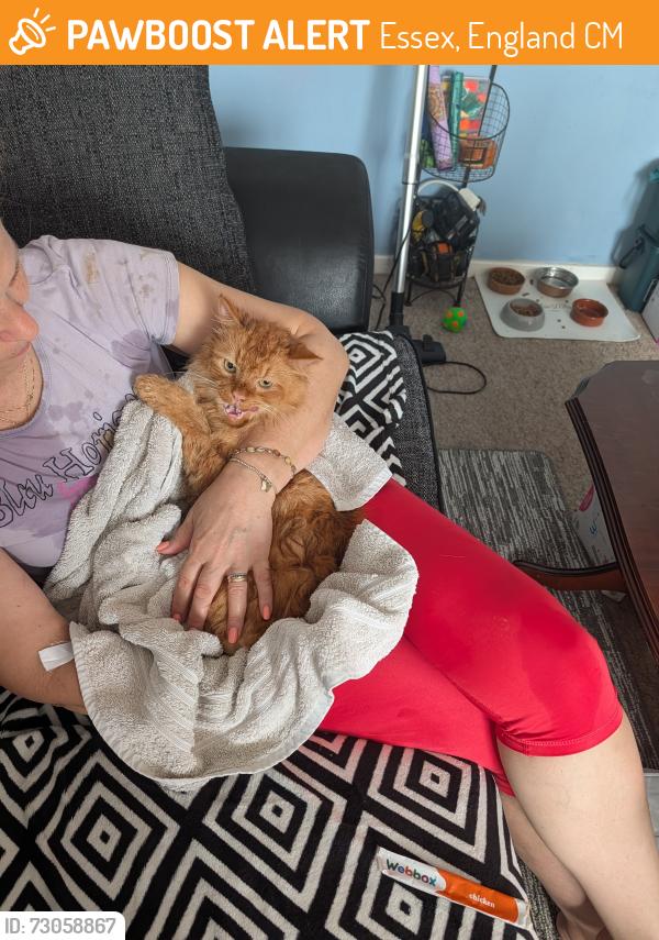 Found/Stray Male Cat last seen Milwards 37, Essex, England CM19