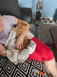 Found/Stray Male Cat last seen Milwards 37, Essex, England CM19