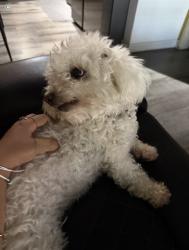 Lost Female Dog last seen Adventure park , Whittier, CA 90605
