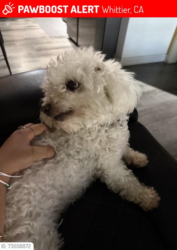 Lost Female Dog last seen Adventure park , Whittier, CA 90605