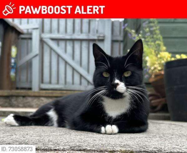 Lost Female Cat last seen Traquair ave, Renfrewshire, Scotland 