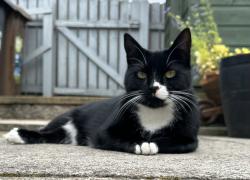 Lost Female Cat last seen Traquair ave, Renfrewshire, Scotland 