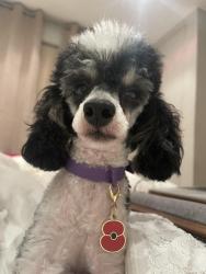 Lost Female Dog last seen Renmuir Street Sw17, Greater London, England SW17 9SS