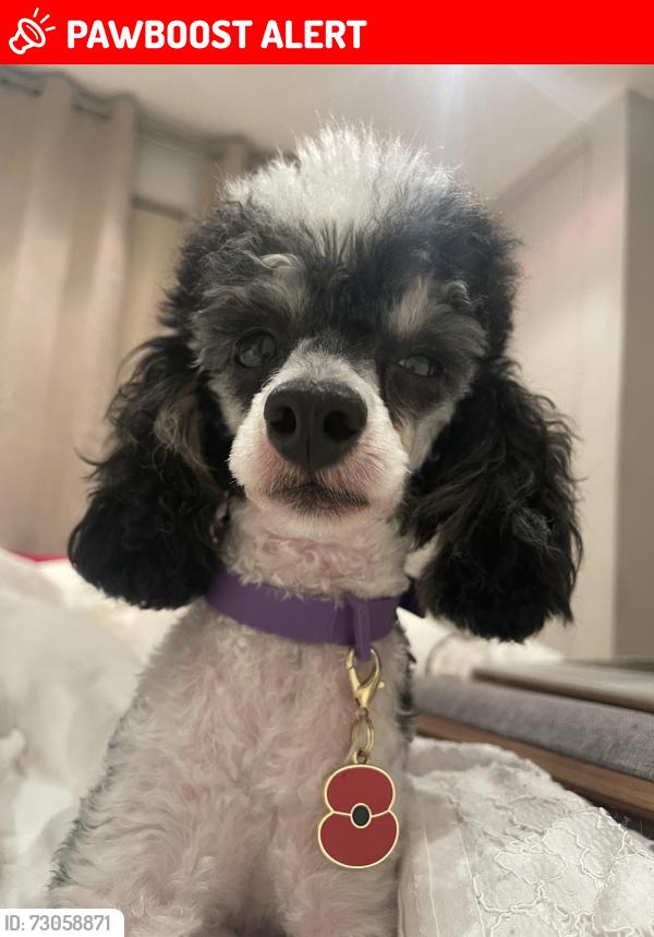 Lost Female Dog last seen Renmuir Street Sw17, Greater London, England SW17 9SS