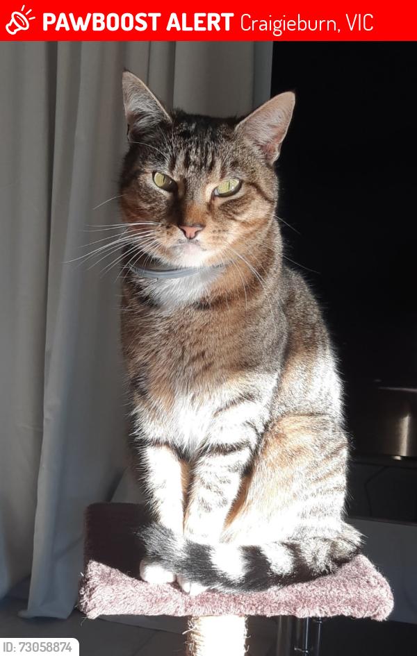 Lost Male Cat last seen Newlyn Rd Craigieburn 3064, Craigieburn, VIC 3064