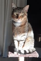 Lost Male Cat last seen Newlyn Rd Craigieburn 3064, Craigieburn, VIC 3064