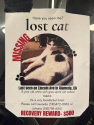 Lost Male Cat last seen Webster and Lincoln , Alameda, CA 94501