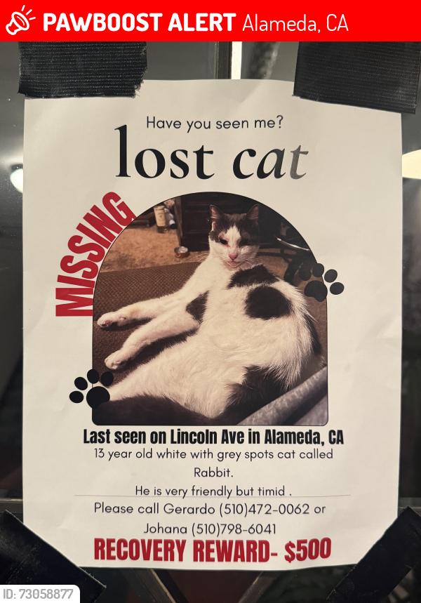 Lost Male Cat last seen Webster and Lincoln , Alameda, CA 94501