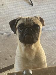 Reunited Male Dog last seen Riverstone apmts, Antioch ca , Antioch, CA 94509