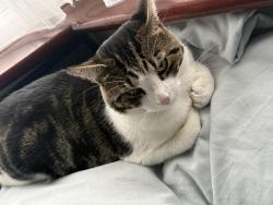 Lost Male Cat last seen Ha01na , Greater London, England HA0 1NA