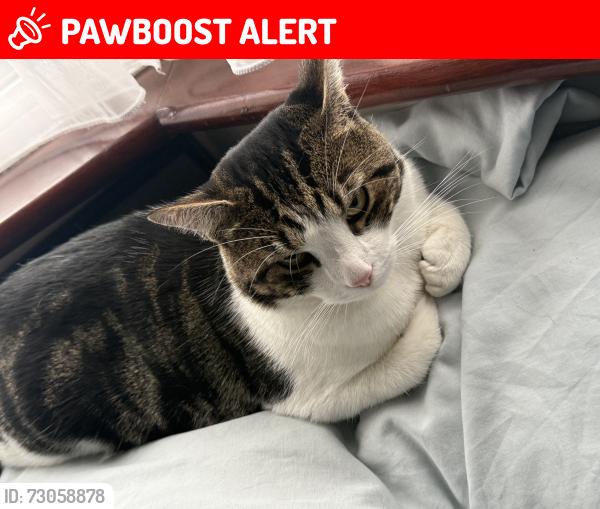 Lost Male Cat last seen Ha01na , Greater London, England HA0 1NA