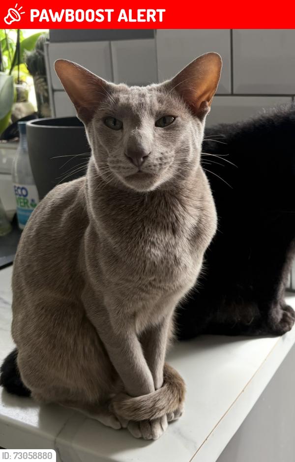 Lost Male Cat last seen William morris primary school , Oxfordshire, England OX16