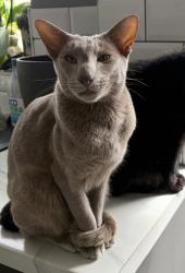 Lost Male Cat last seen William morris primary school , Oxfordshire, England OX16