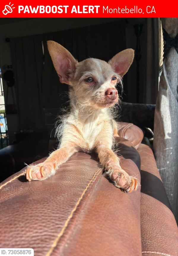 Lost Male Dog last seen N 7th street W Madison Ave, Montebello, CA 90640