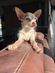 Lost Male Dog last seen N 7th street W Madison Ave, Montebello, CA 90640