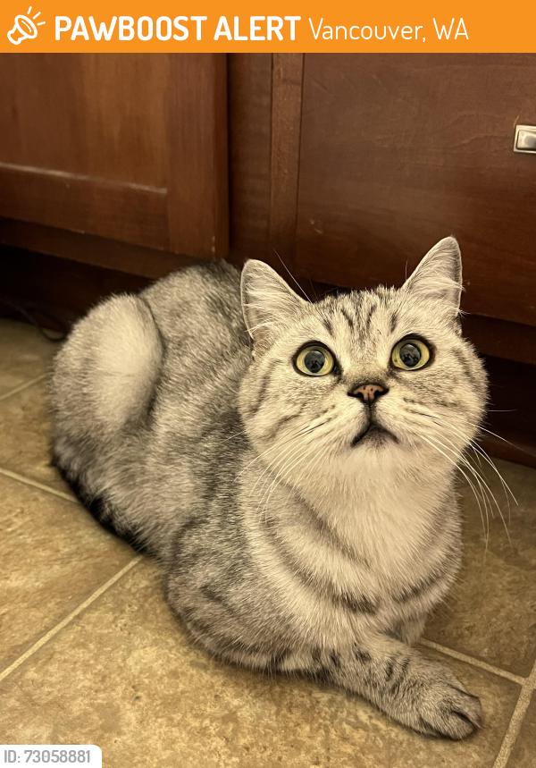 Found/Stray Female Cat last seen 142nd Avenue, Vancouver, WA 98661
