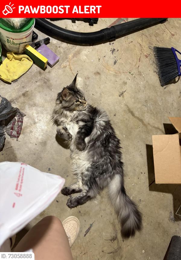 Lost Male Cat last seen Golf course, Spring Township, PA 19608