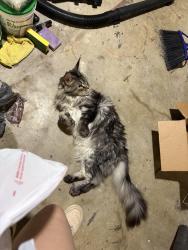 Lost Male Cat last seen Golf course, Spring Township, PA 19608