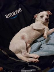 Lost Male Dog last seen Near E 6th St, Los Angeles, CA 90014