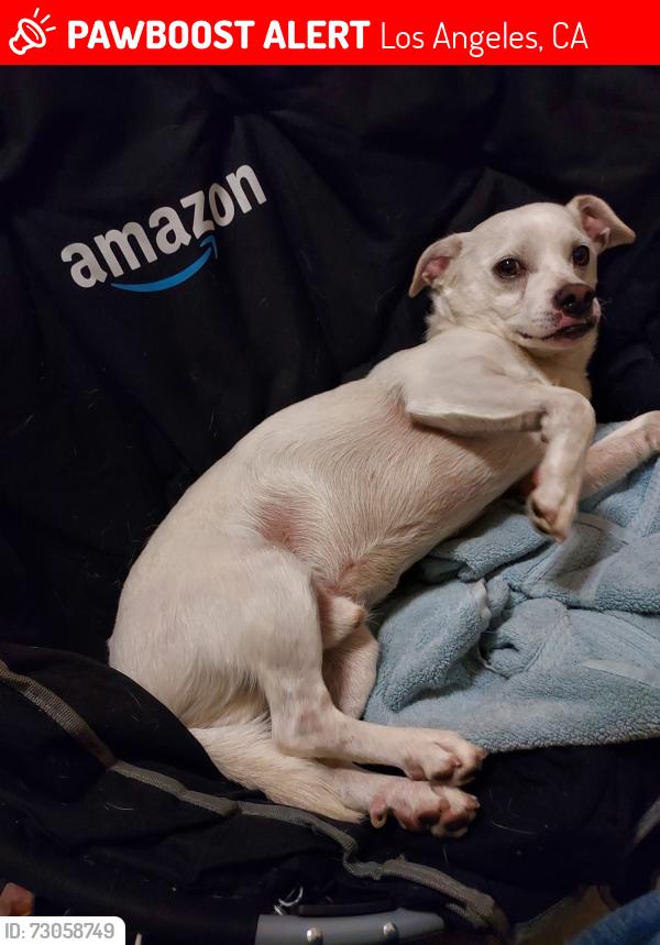 Lost Male Dog last seen Near E 6th St, Los Angeles, CA 90014