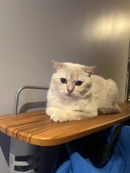 Lost Male Cat last seen Salem and Thackery Intersection , Ajax, ON L1T 0G5