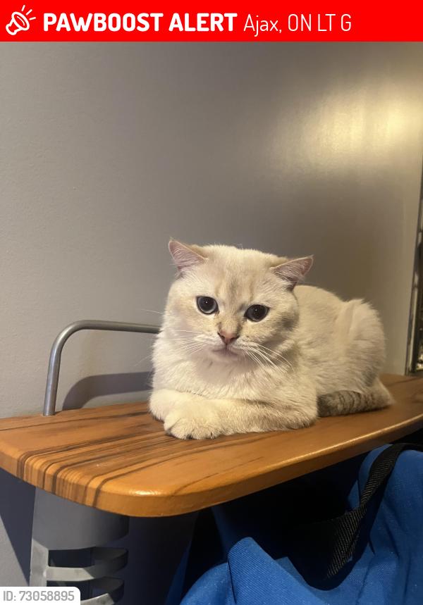 Lost Male Cat last seen Salem and Thackery Intersection , Ajax, ON L1T 0G5