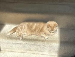 Lost Female Cat last seen Orchard Green , Reston, VA 20190