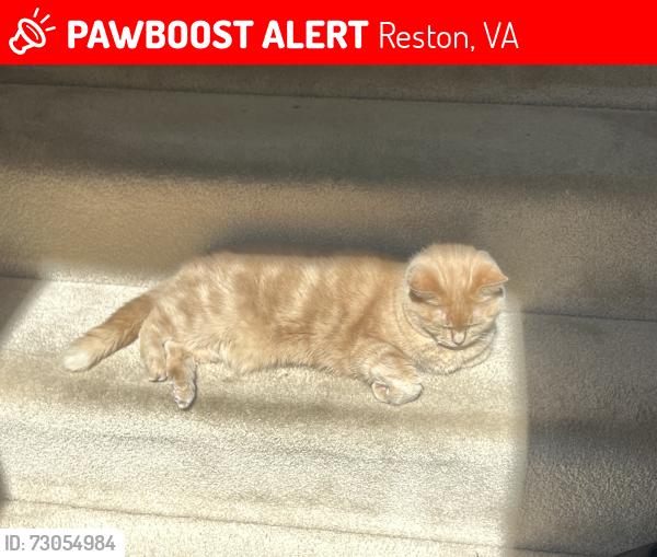 Lost Female Cat last seen Orchard Green , Reston, VA 20190