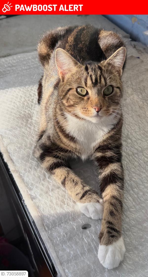 Lost Male Cat last seen st pancras way, Greater London, England NW1 9EG