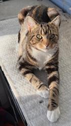 Lost Male Cat last seen st pancras way, Greater London, England NW1 9EG